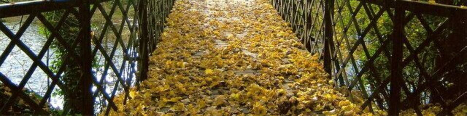 Suspension bridge. Suspension bridge over the River Clyde near Crossford.