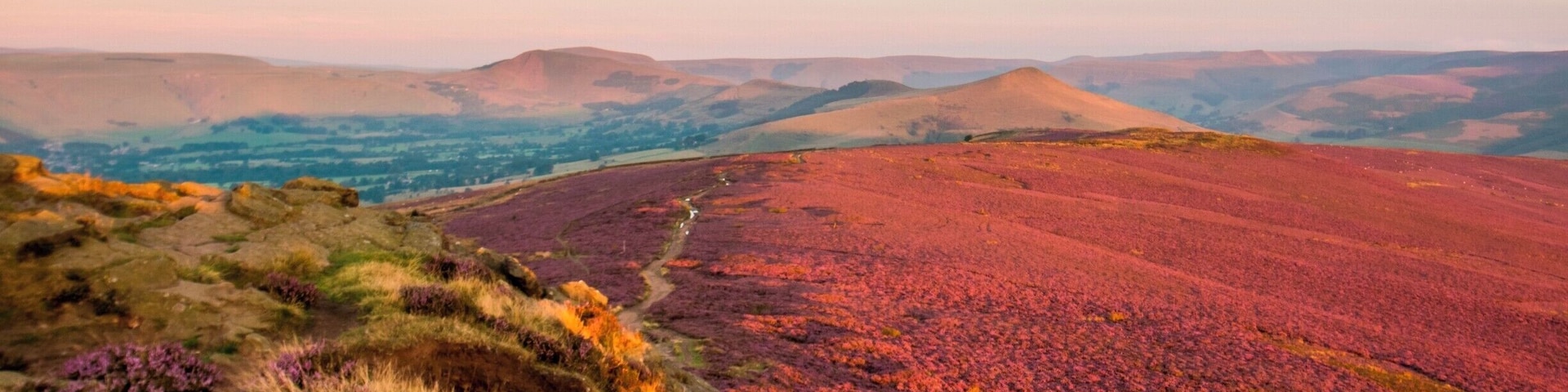 The colours of the heather on Win Hill, looking towards Lose Hill and Mam Tor in the Hope Valley, The Peak District, Derbyshire, England, pictured just after sunrise.