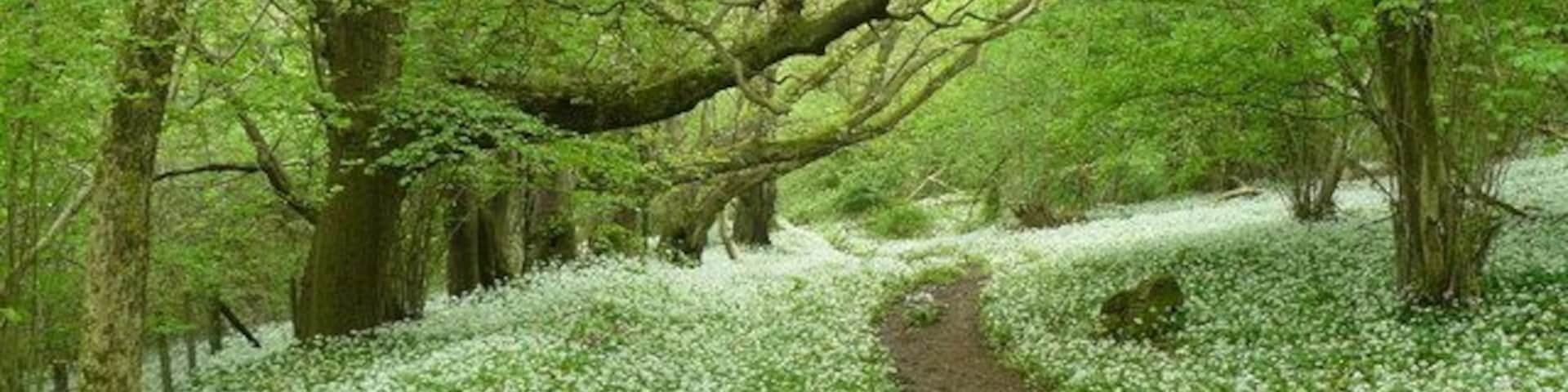 Wild Garlic in King's Wood An ancient woodland.