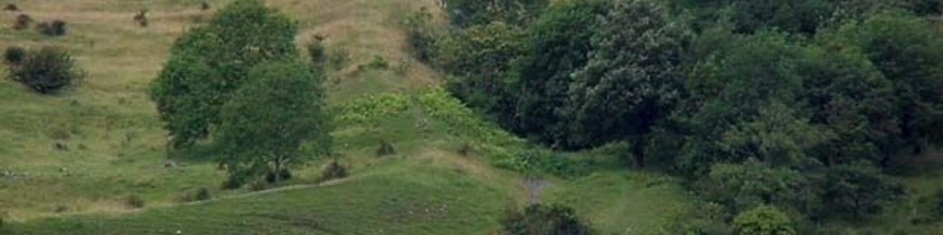 Una ladera cubierta de hierba con árboles dispersos y un pequeño arroyo.