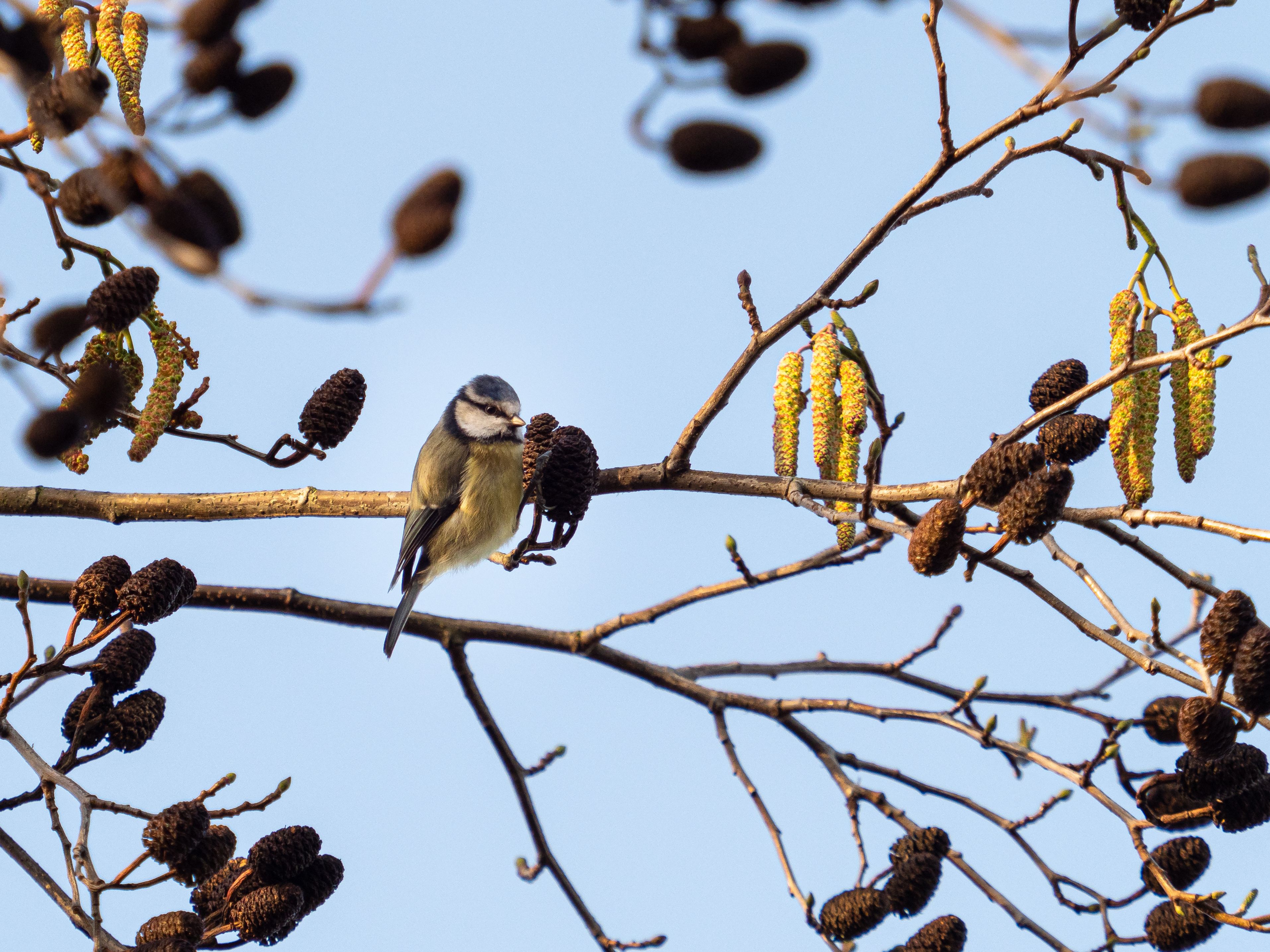 Un oiseau était perché sur une branche ornée de chatons et de cônes.