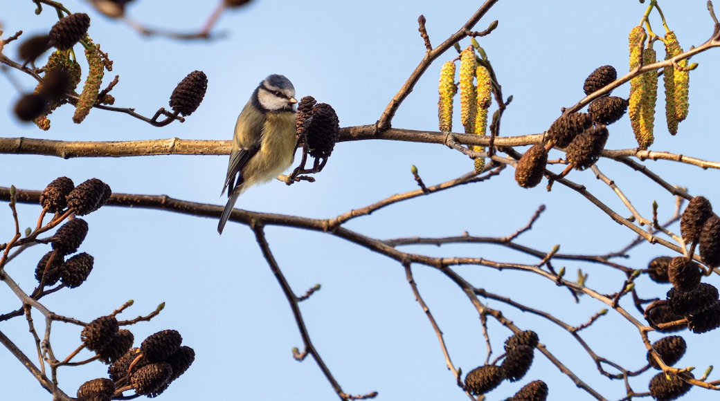 Un oiseau était perché sur une branche ornée de chatons et de cônes.