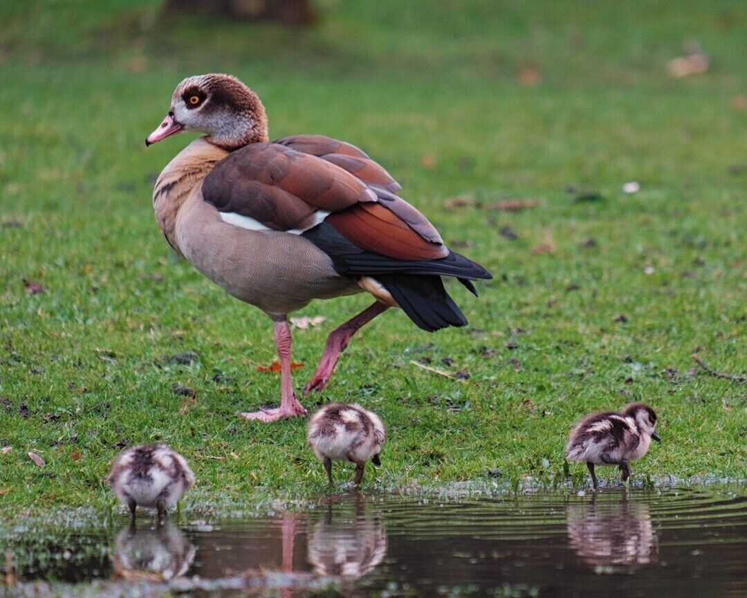 Recently begun visiting this park and saw this Egyptian goose shepherding these little chicks.
Nice little Easter shot :-)
Fuji X-T2, Fujinon XF 55-200
