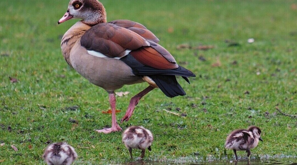 Recently begun visiting this park and saw this Egyptian goose shepherding these little chicks.
Nice little Easter shot :-)
Fuji X-T2, Fujinon XF 55-200