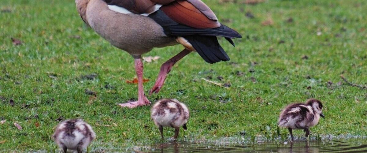 Recently begun visiting this park and saw this Egyptian goose shepherding these little chicks.
Nice little Easter shot :-)
Fuji X-T2, Fujinon XF 55-200
