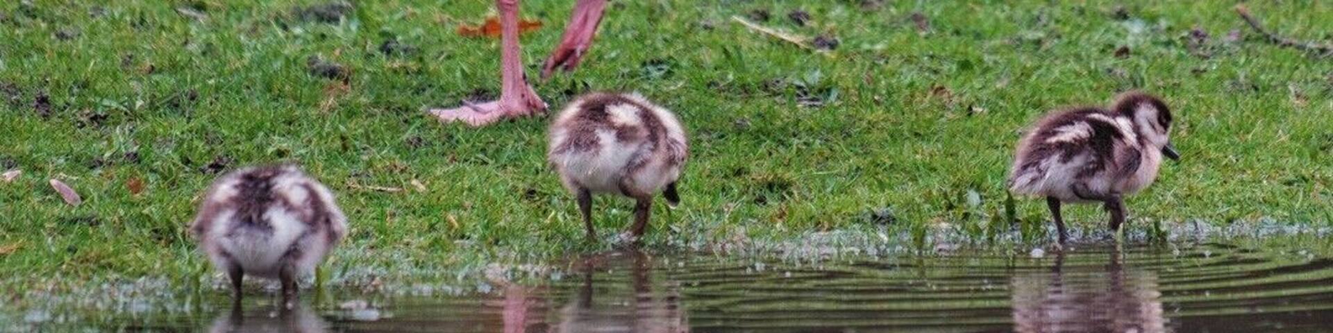 Recently begun visiting this park and saw this Egyptian goose shepherding these little chicks.
Nice little Easter shot :-)
Fuji X-T2, Fujinon XF 55-200