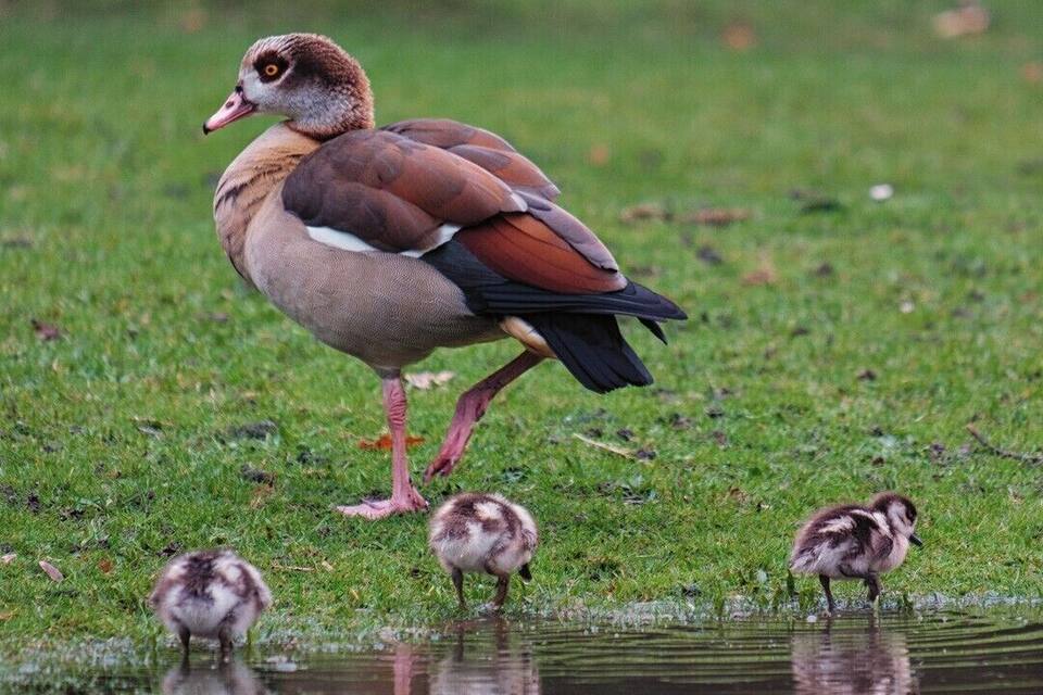 Ein Vogel mit braunen und weißen Federn steht auf Gras in der Nähe eines Gewässers mit zwei Küchlingen.