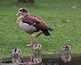 Recently begun visiting this park and saw this Egyptian goose shepherding these little chicks.
Nice little Easter shot :-)
Fuji X-T2, Fujinon XF 55-200