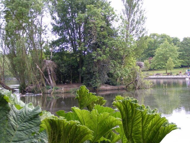 River Isle The Beck River passes round the island full of Heron's nests, in Kelsey Park near Beckenham.