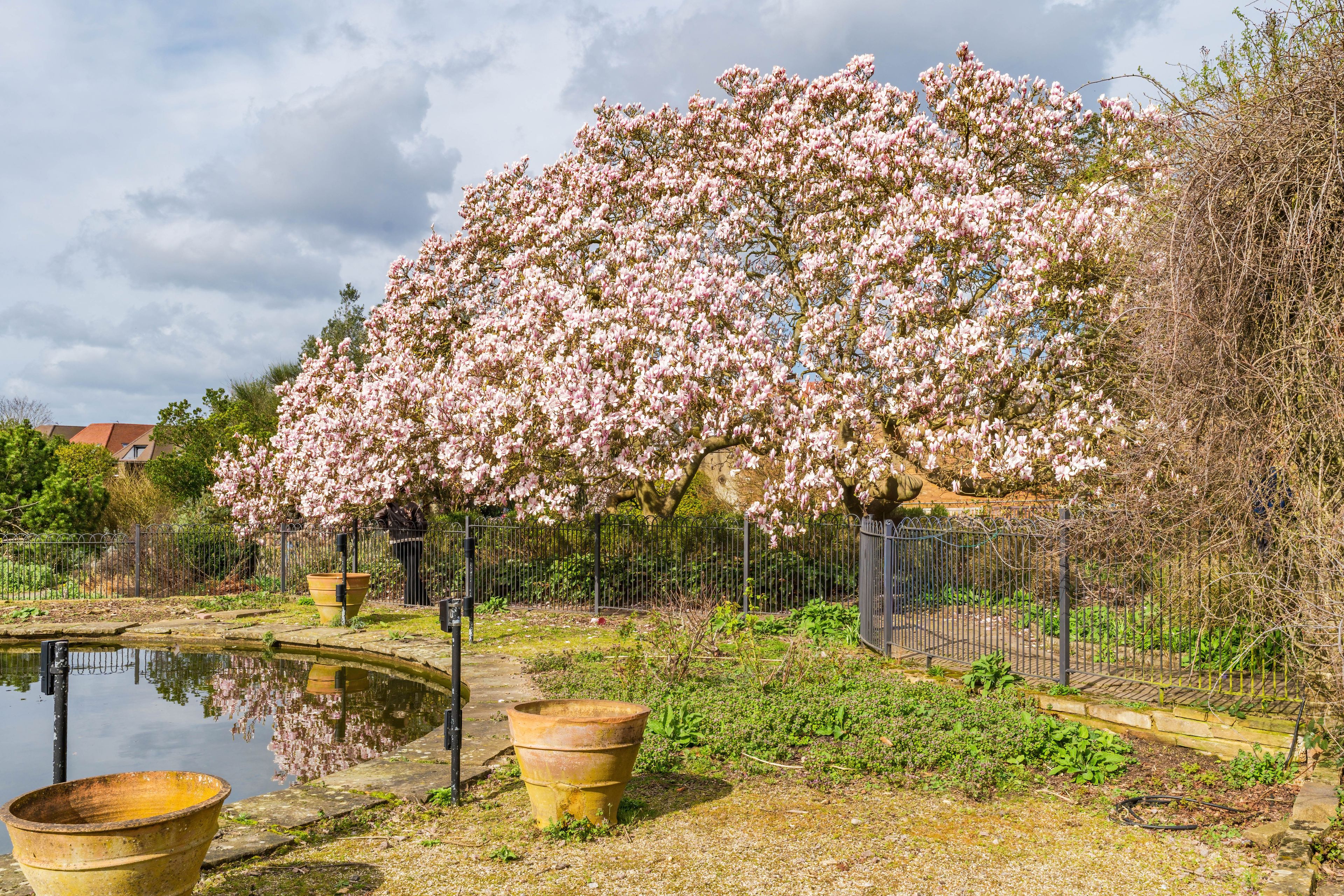 Un cerisier en pleine floraison, un étang et une clôture en métal.
