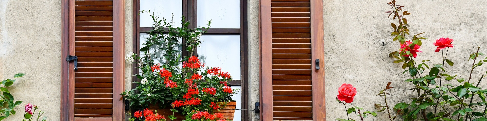 Close-up of an old window with wooden shutters and blooming plants of red geranium (Pelargonium) and climbing roses in summer, Bossolasco, Langhe, Cuneo, Piedmont, Italy