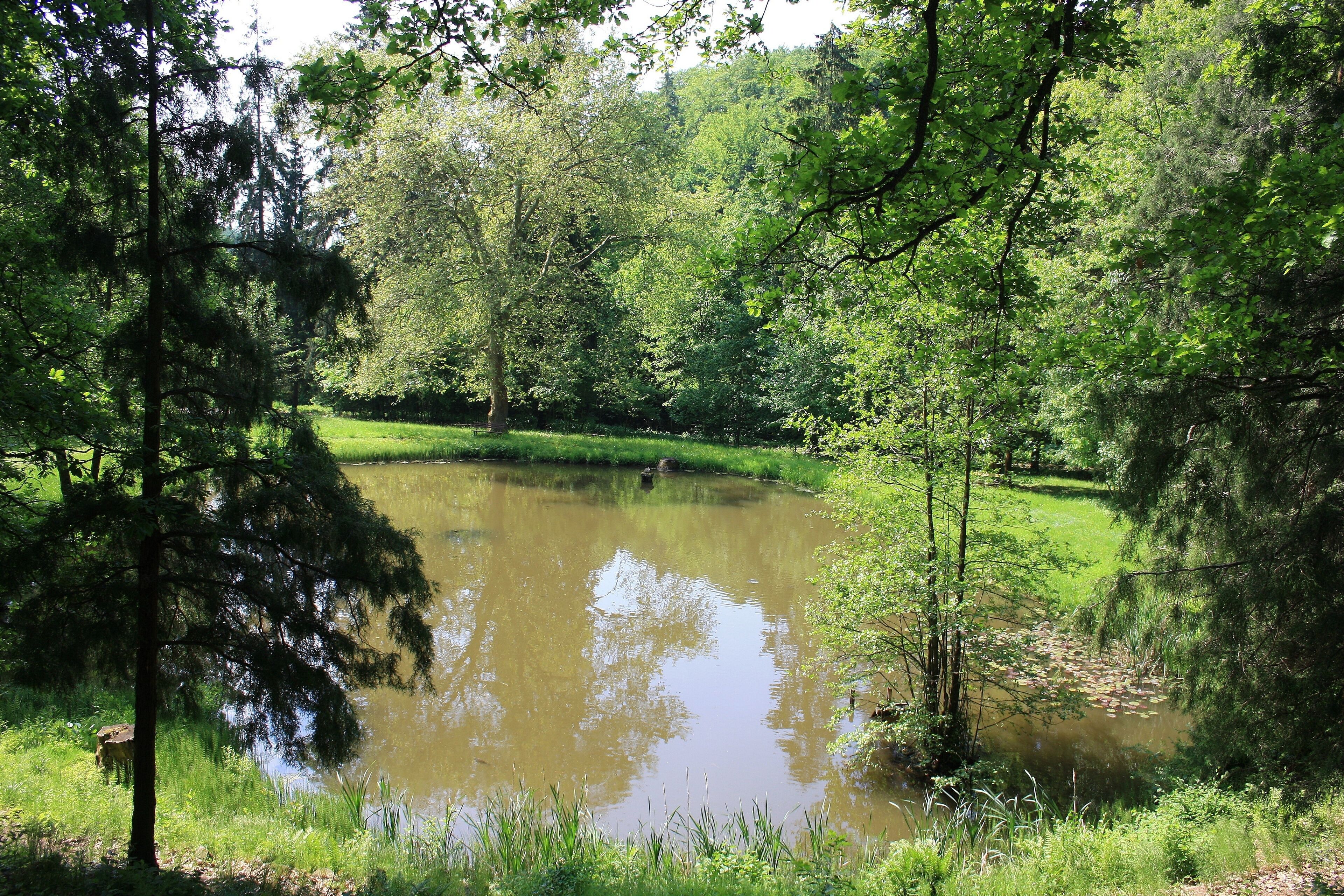 A pond surrounded by dense trees and greenery.