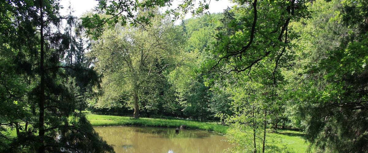A pond surrounded by dense trees and greenery.