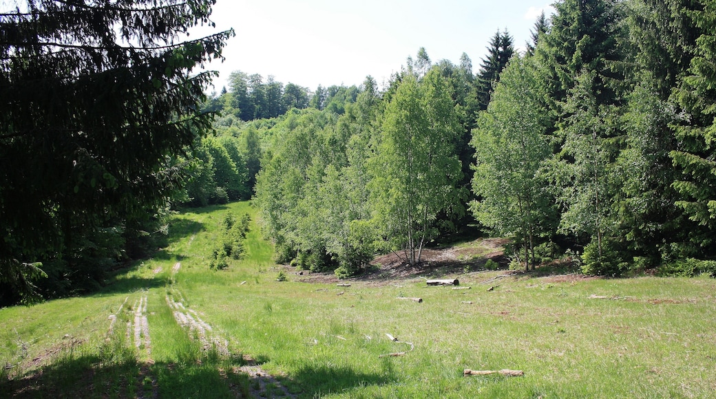 Süd Harz Wanderung um Sülzhayn - Neben dem Kammweg -Der Postenstreifen der an ehemaligen innerdeutschen Grenze