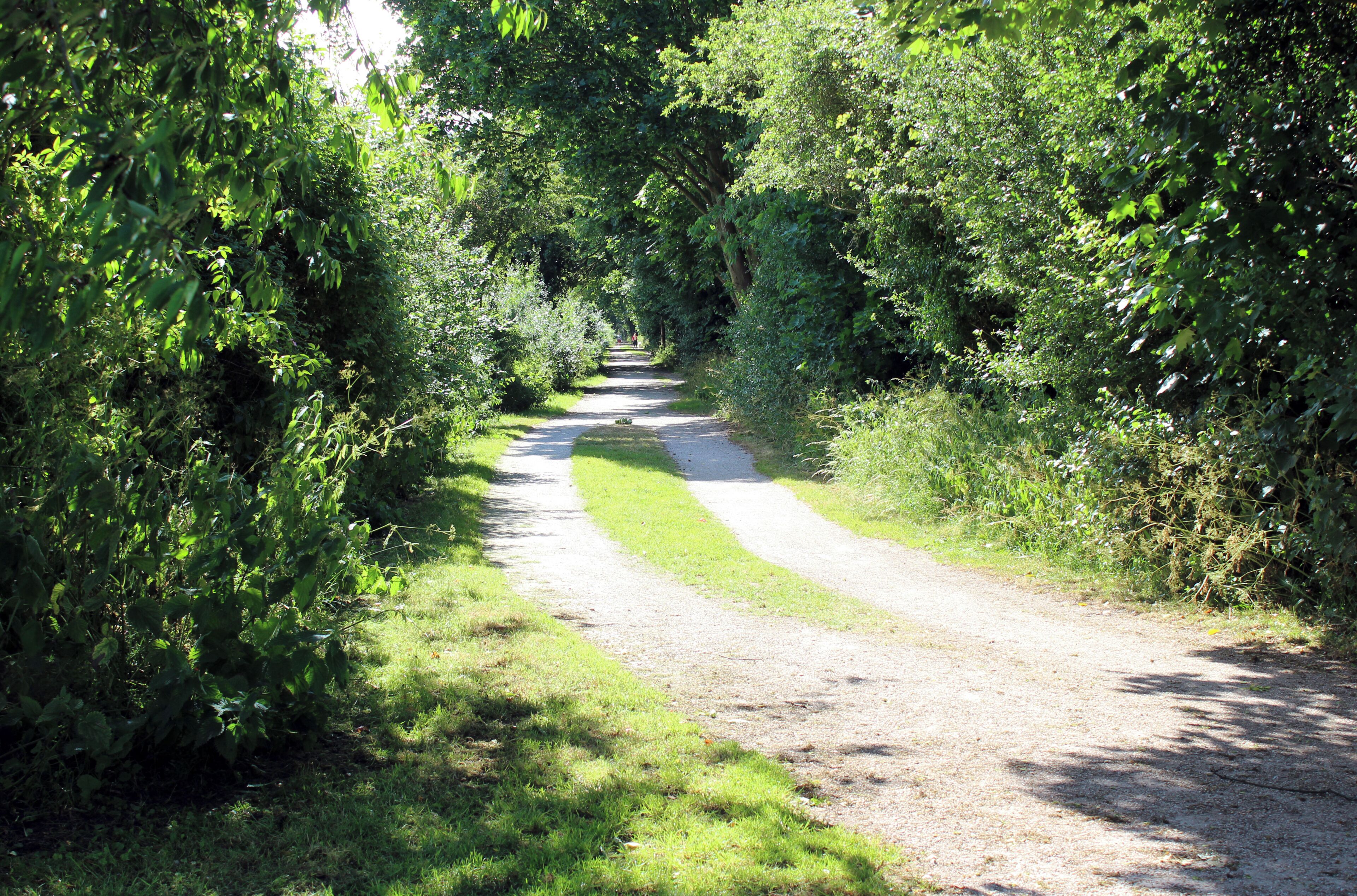 West along the Wirral Way from the level crossing gate on Hadlow Road.