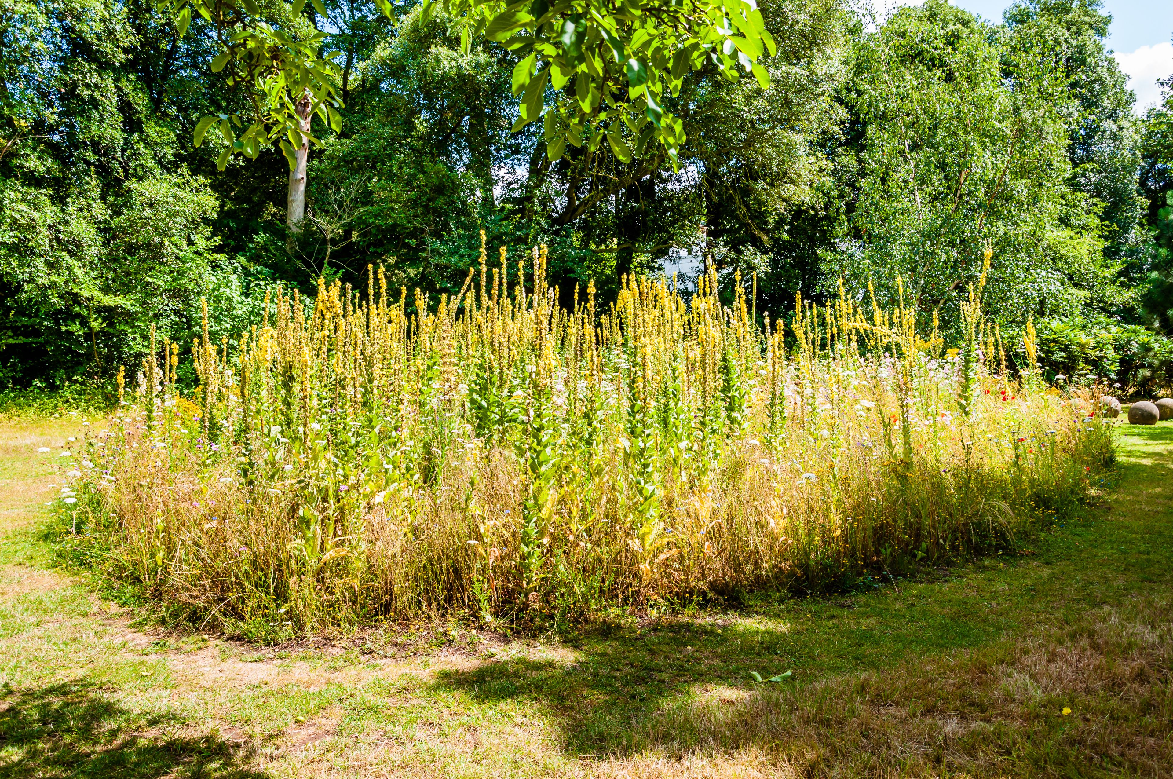 London, UK - July 20, 2019:Arboretum botanical garden, preservation and display a wide range of plants, Myddelton House Gardens, Bulls Cross, Enfield, London, Greater London, England, EN2 