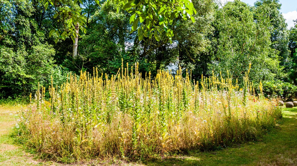 London, UK - July 20, 2019:Arboretum botanical garden, preservation and display a wide range of plants, Myddelton House Gardens, Bulls Cross, Enfield, London, Greater London, England, EN2
