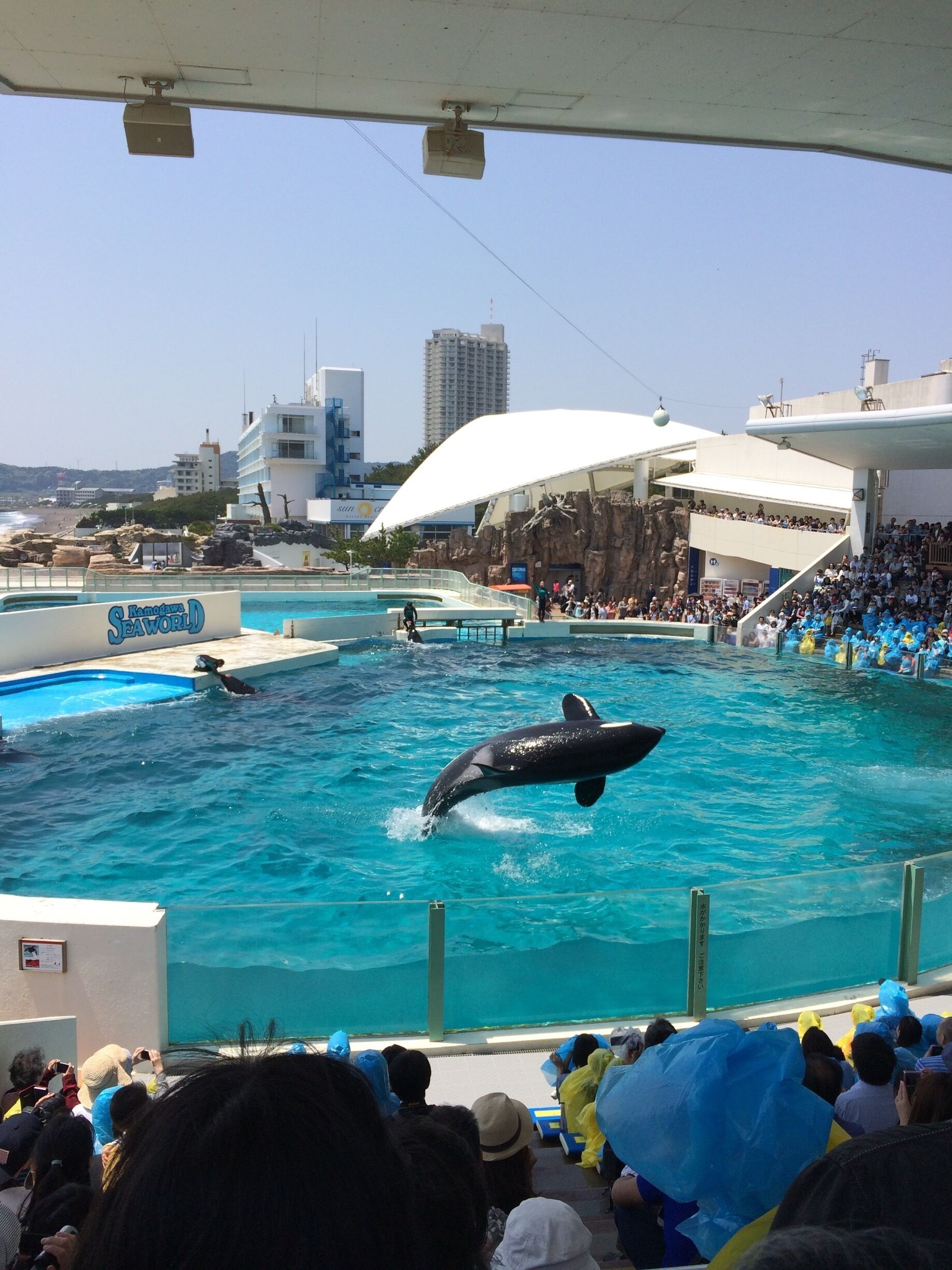 Dynamic jump!!
You can surprisingly see them.