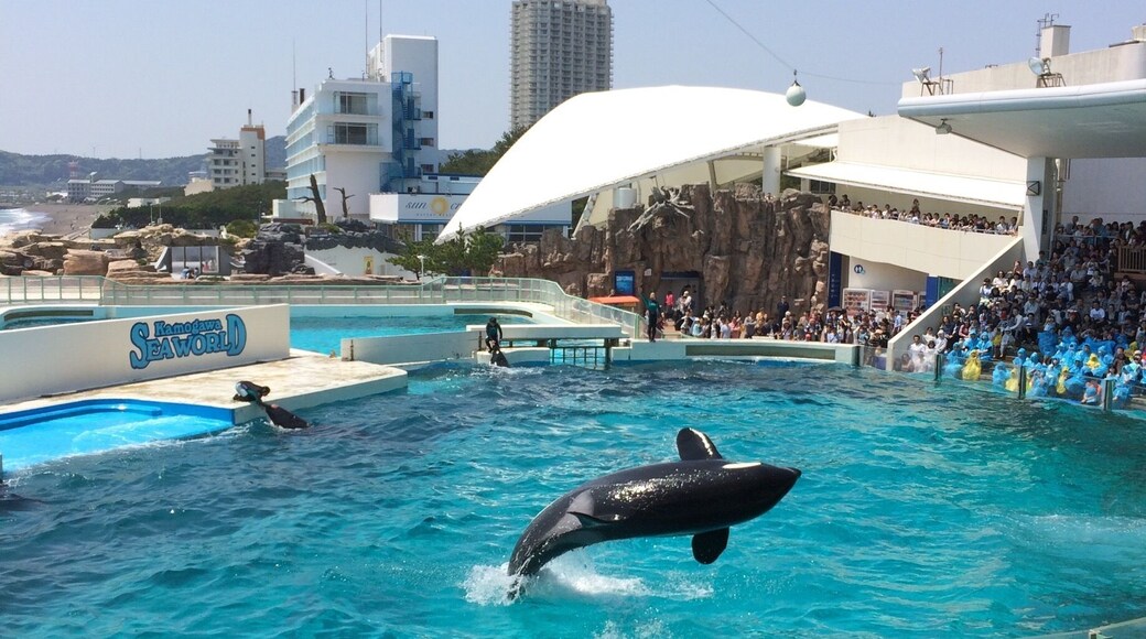 Dynamic jump!!
You can surprisingly see them.