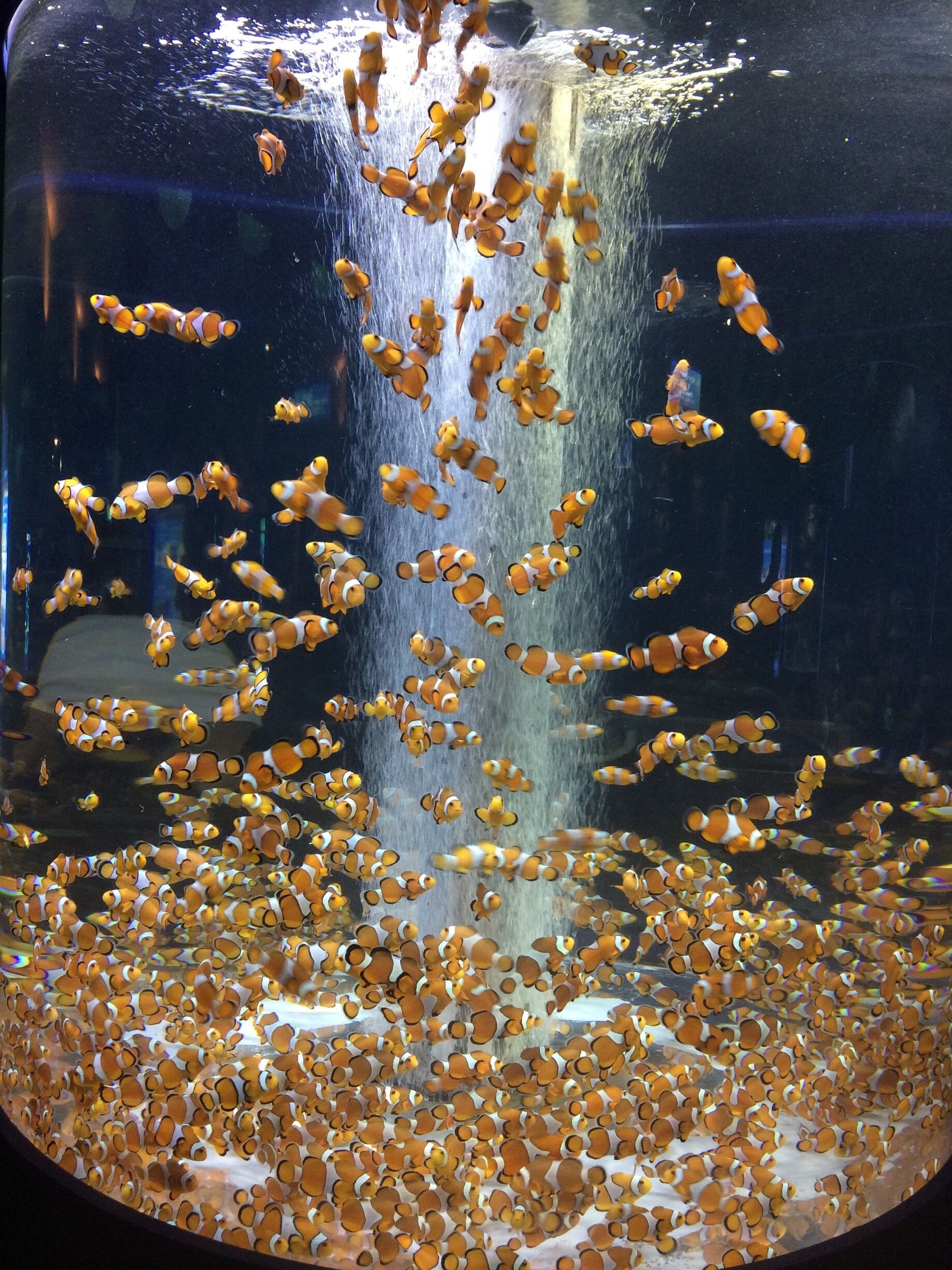 Kamogawa Seaworld,Japan