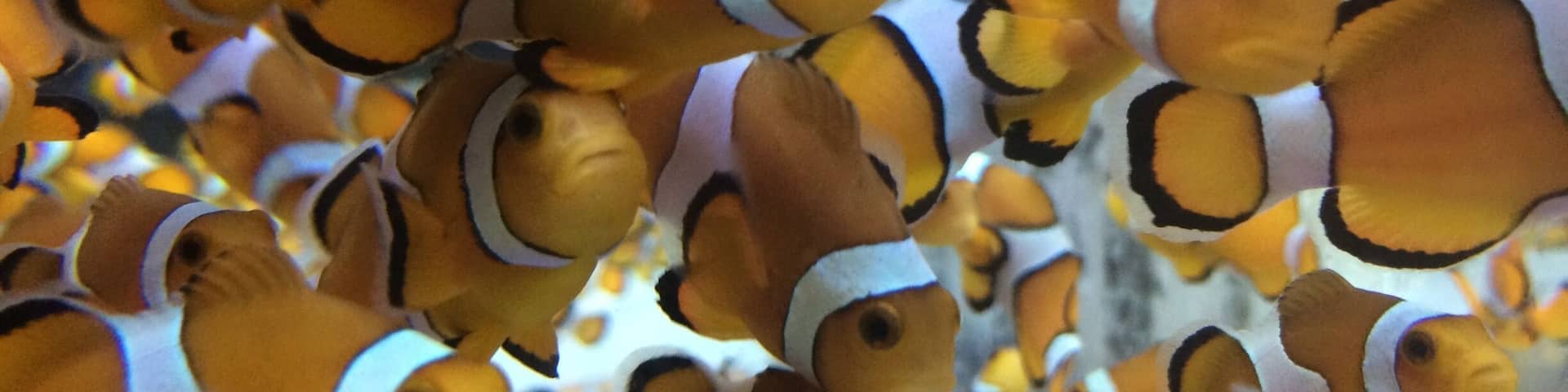 Kamogawa Sea World, Japan. A compact yet entertaining park. We easily spent 5 hours roaming the grounds learning about sea life. The highlights the killer whales & belugas... although the shows are entirely in Japanese it in no way takes away from the amazing abilities that the marine animals exhibit!