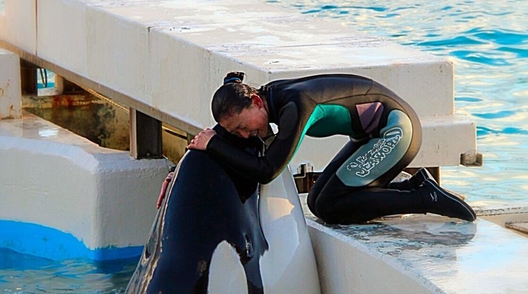 She loves her KILLER WHALE!
And her KILLER WHALE loves Her!