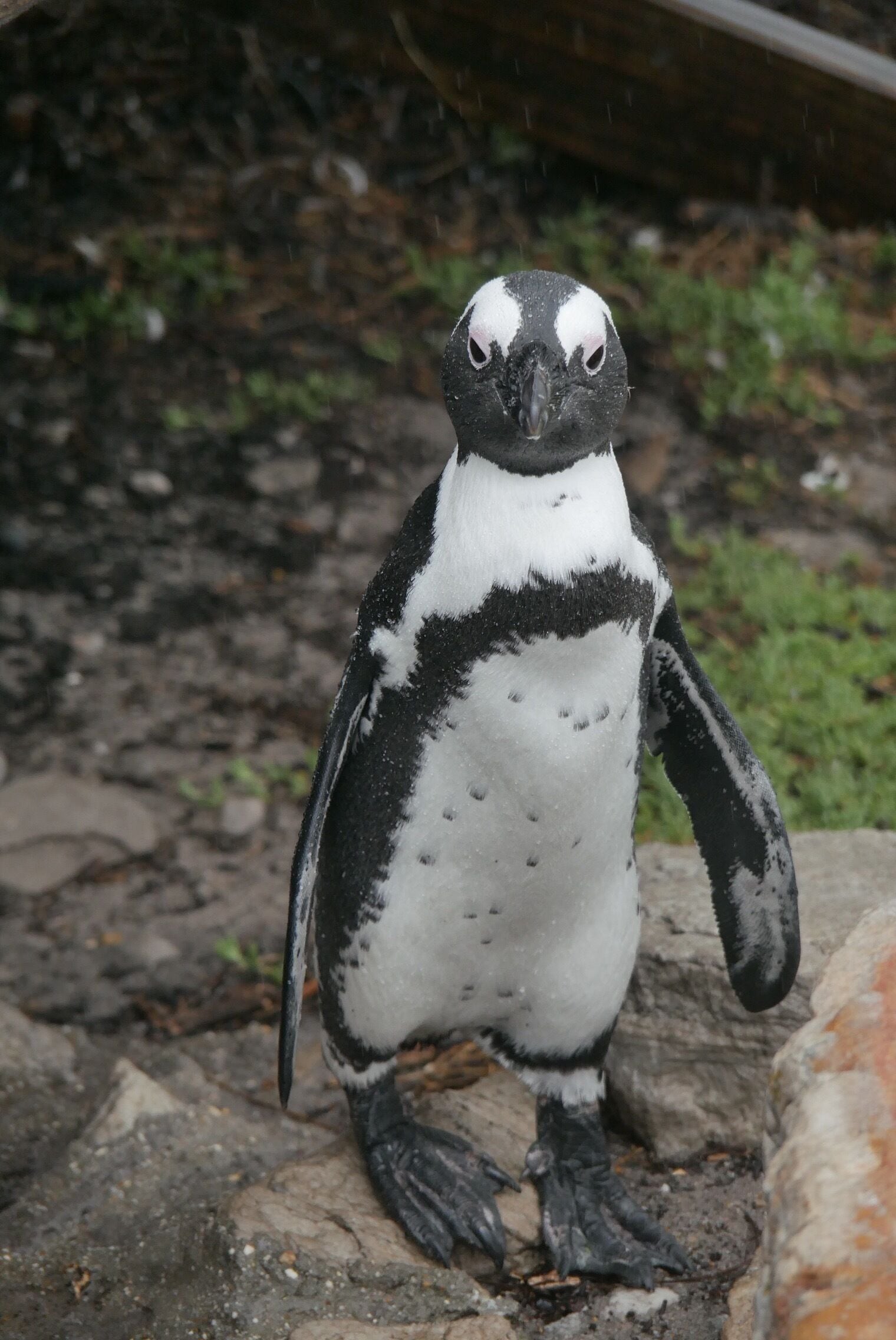 Hanging with some penguins in #SouthAfrica 
