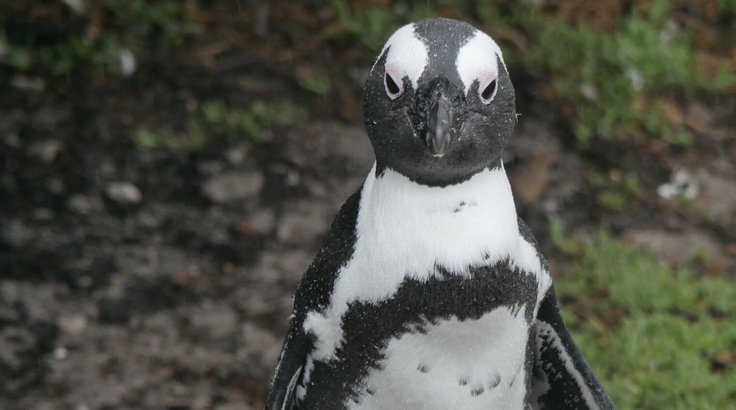 Hanging with some penguins in #SouthAfrica