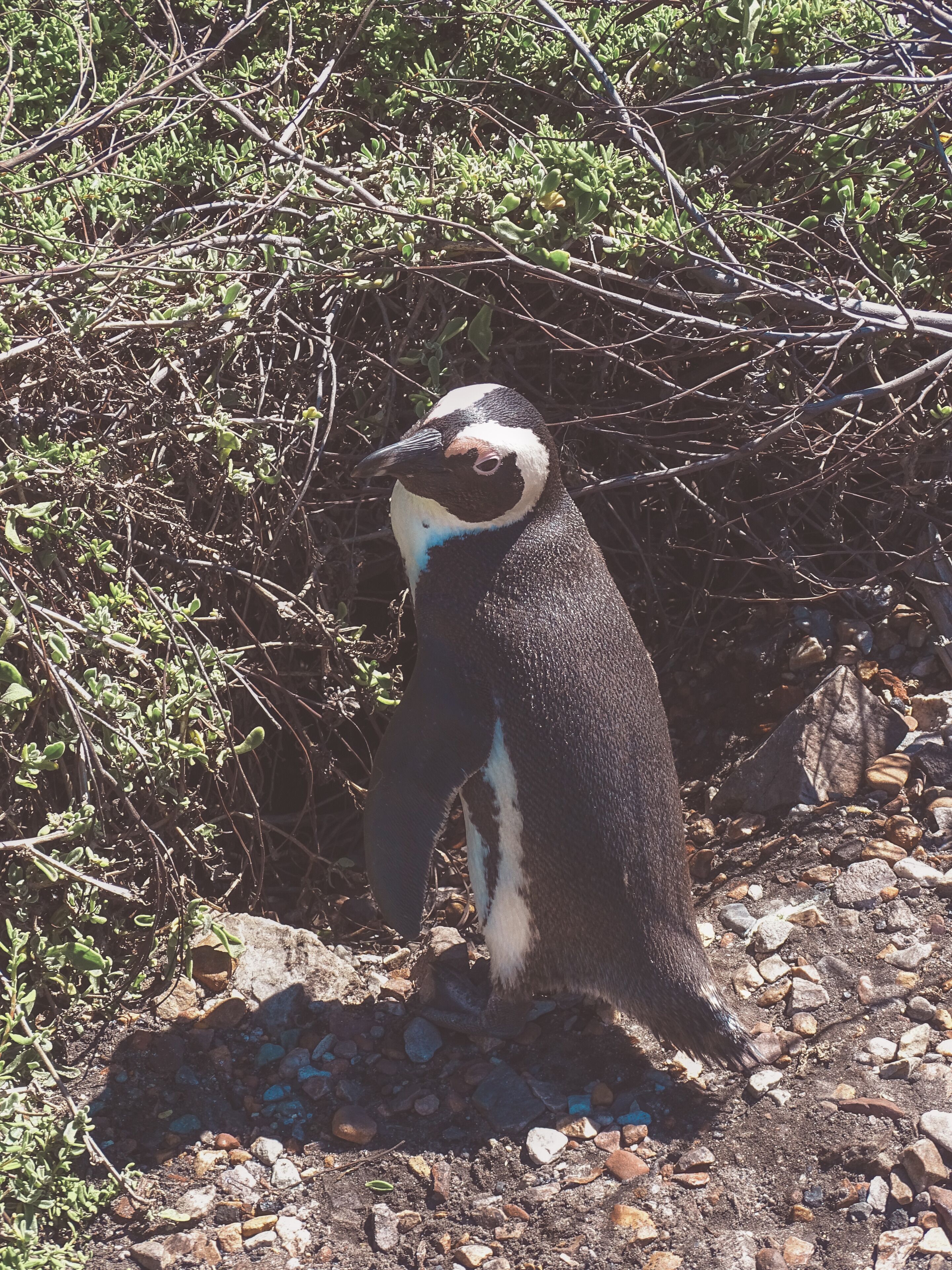 Whaaat? Penguins in South Africa?!? If you want to see penguins in South Africa, then Stony Point is the place for you! It's not as famous as the more touristic Boulders Beach, home of another South African penguin colony, but it's more authentic because unspoiled and the entrance fee is also way cheaper ;) 

#nature #southafrica #stonypoint #capetown