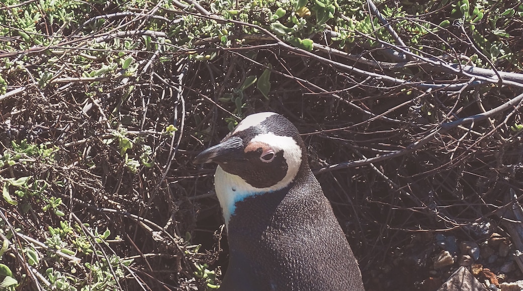 Whaaat? Penguins in South Africa?!? If you want to see penguins in South Africa, then Stony Point is the place for you! It's not as famous as the more touristic Boulders Beach, home of another South African penguin colony, but it's more authentic because unspoiled and the entrance fee is also way cheaper ;)
#nature #southafrica #stonypoint #capetown