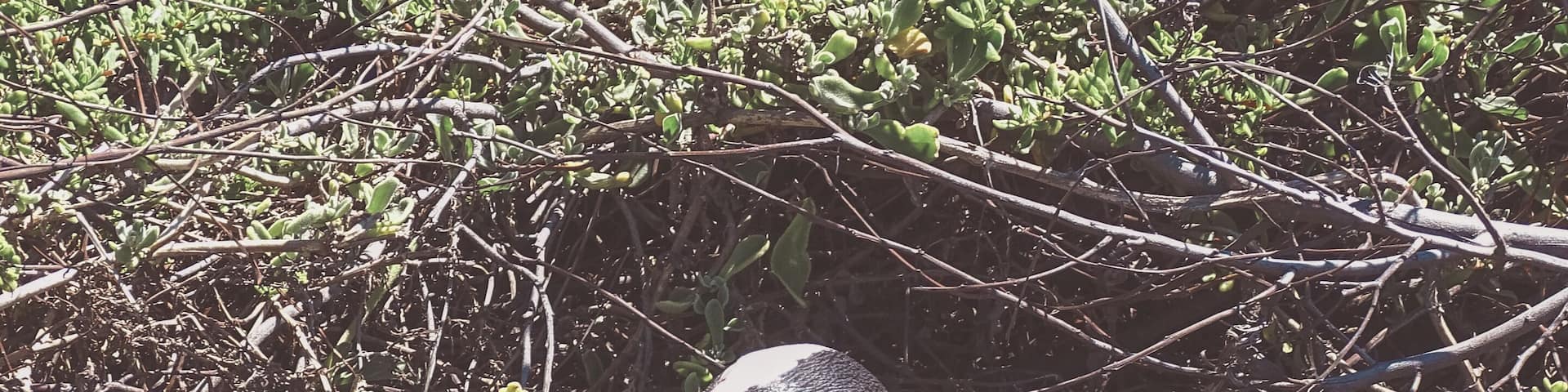 A penguin standing on rocky terrain with sparse vegetation.