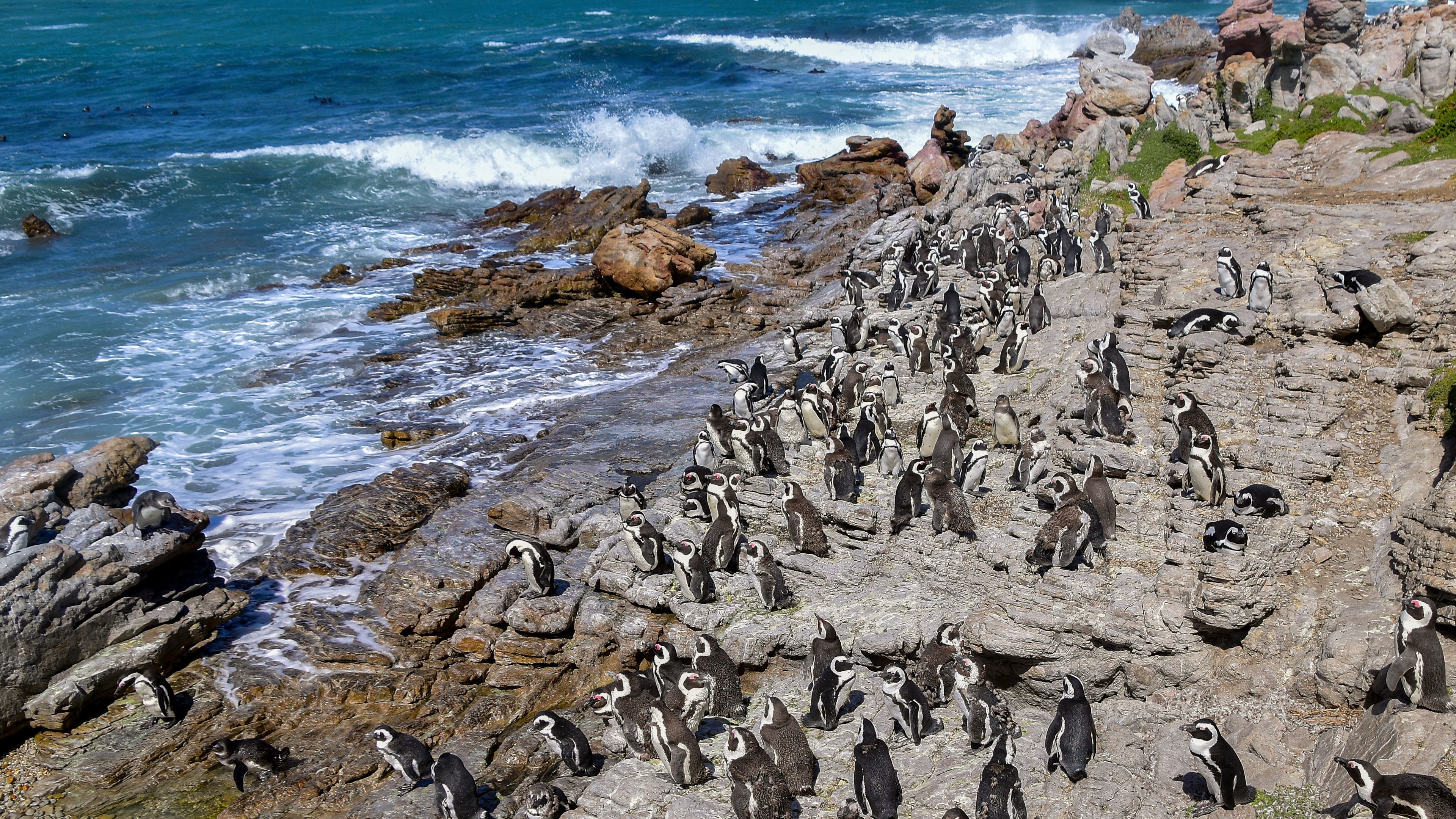Eine zerklüftete Küstenlinie mit einer großen Pinguinkolonie.