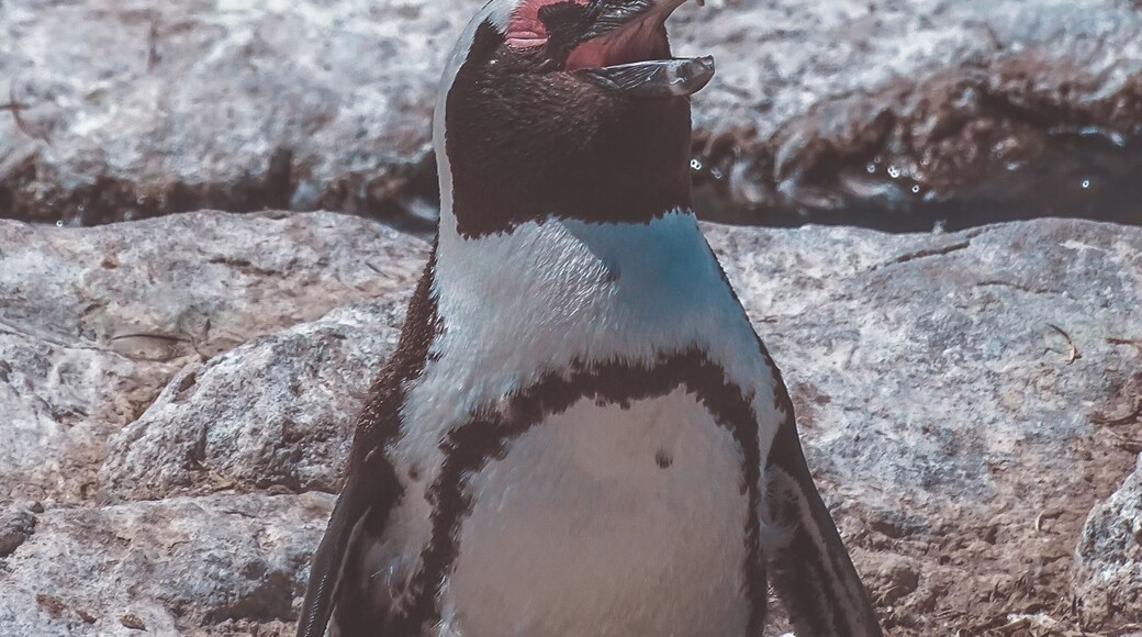 Why don’t you see penguins in Britain? Because they’re afraid of Wales 😂
Ok, this is a very stupid joke, but penguins live almost exclusively in the Southern Hemisphere, with only one species, the Galapagos penguin, found north of the equator.
#nature #penguin #southafrica