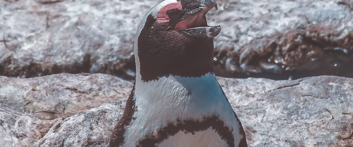 A penguin standing on rocky terrain.