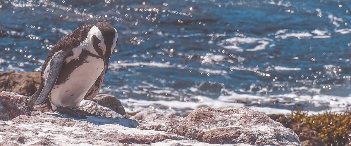 There's a penguin colony in South Africa which is less touristic and overpriced than the more famous Boulders Beach penguin colony. It's Stony point penguin colony, where you can observe penguins in an almost unspoiled area
#nature #southafrica #penguins