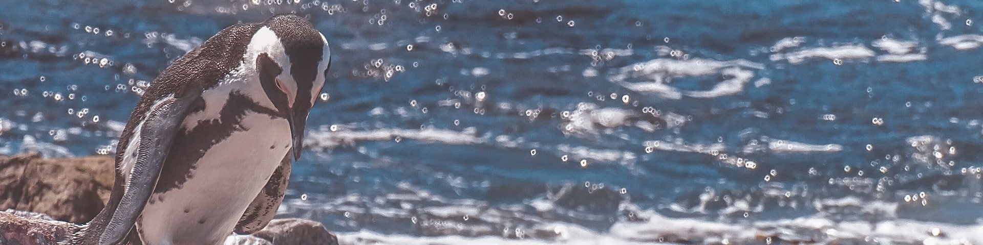 There's a penguin colony in South Africa which is less touristic and overpriced than the more famous Boulders Beach penguin colony. It's Stony point penguin colony, where you can observe penguins in an almost unspoiled area
#nature #southafrica #penguins