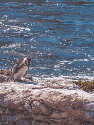 There's a penguin colony in South Africa which is less touristic and overpriced than the more famous Boulders Beach penguin colony. It's Stony point penguin colony, where you can observe penguins in an almost unspoiled area
#nature #southafrica #penguins
