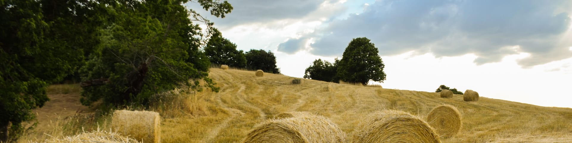 Bales of straw after harvesting cereal