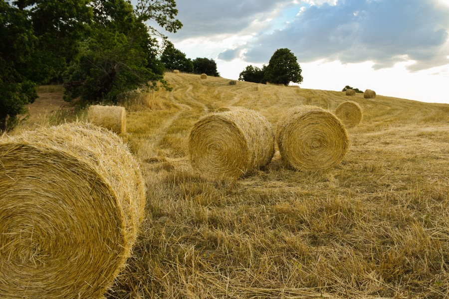 Bales of straw after harvesting cereal