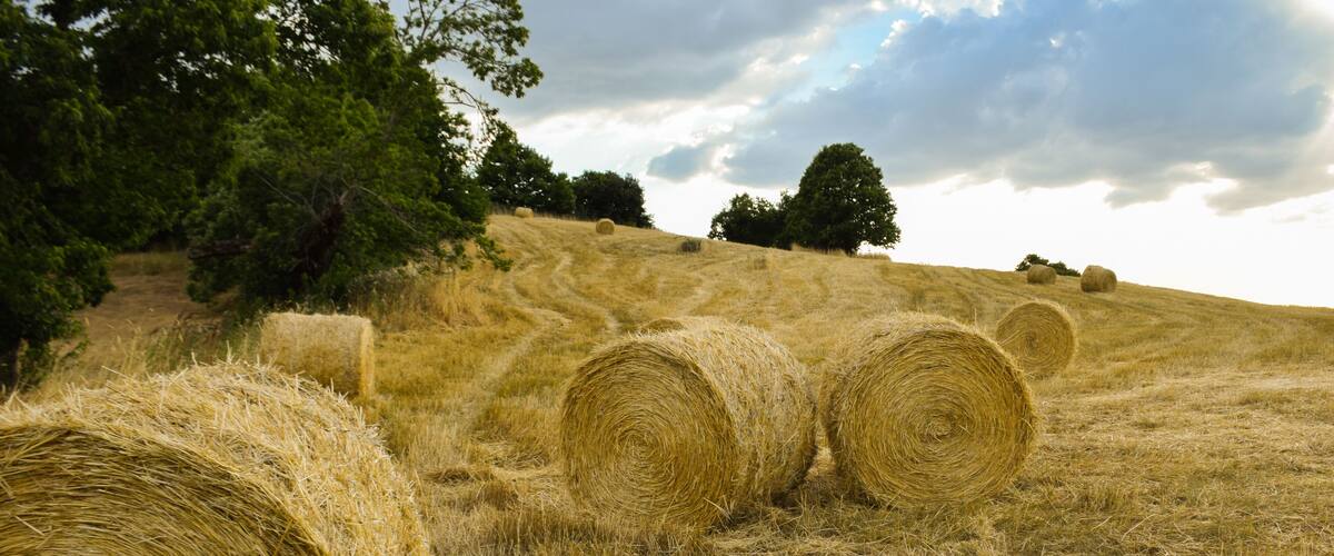 Hay bales on a grassy hill with trees in the background.