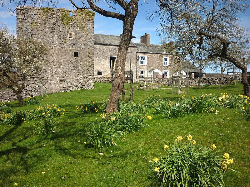 Daffodils and damsons, Hazelslack Tower
