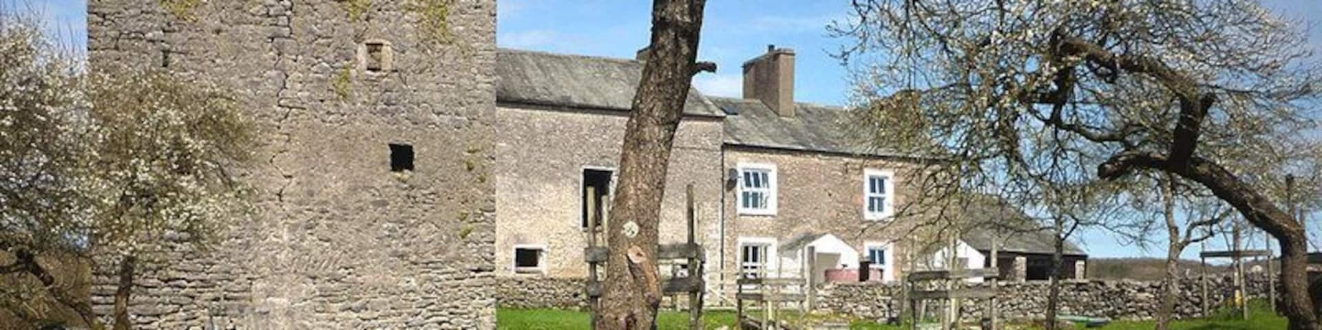 Daffodils and damsons, Hazelslack Tower