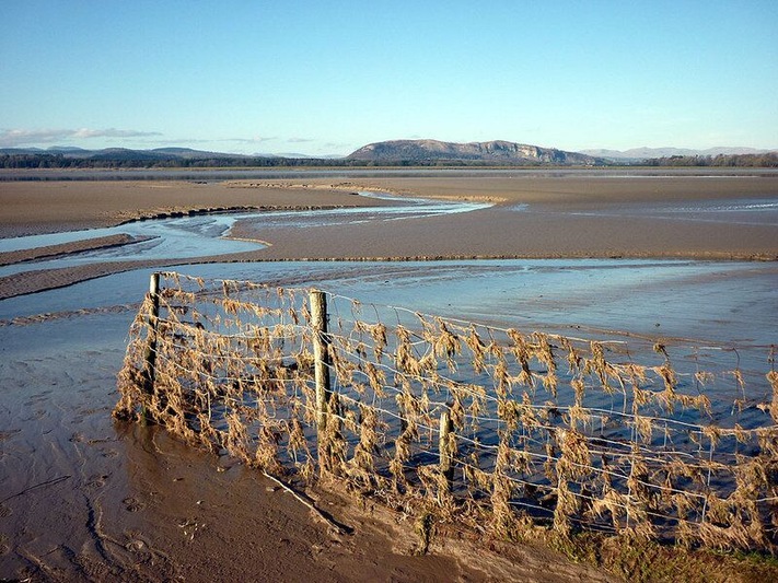 Fence, Sandside, near to Storth, Cumbria, Great Britain. To prevent grazing sheep leaving salt marsh, a good trap for debris in the tidal River Kent. Whitbarrow Scar and the Lakeland fells beyond.