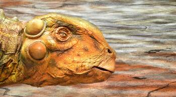 #walkingwithdinosaurs - its an incredible show to see. The dinosaurs are very real looking and the narrator takes you on the journey back into time where you feel you are there.