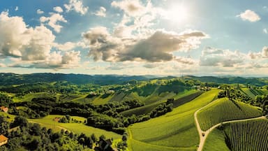 Vineyards panorama Leibnitz area famous destination wine street in south Styria in summer.