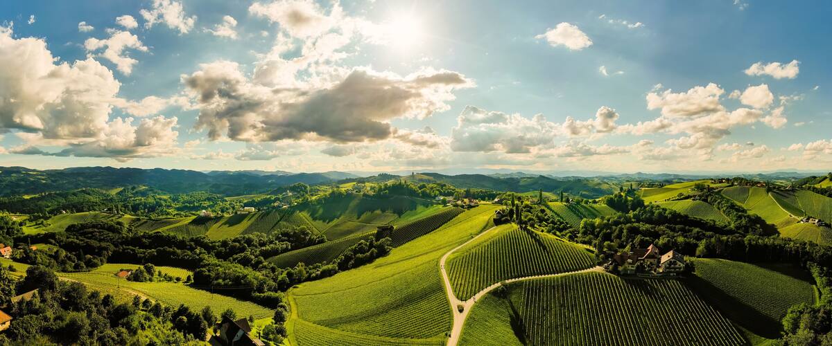 A vineyard landscape with rolling hills and scattered houses.