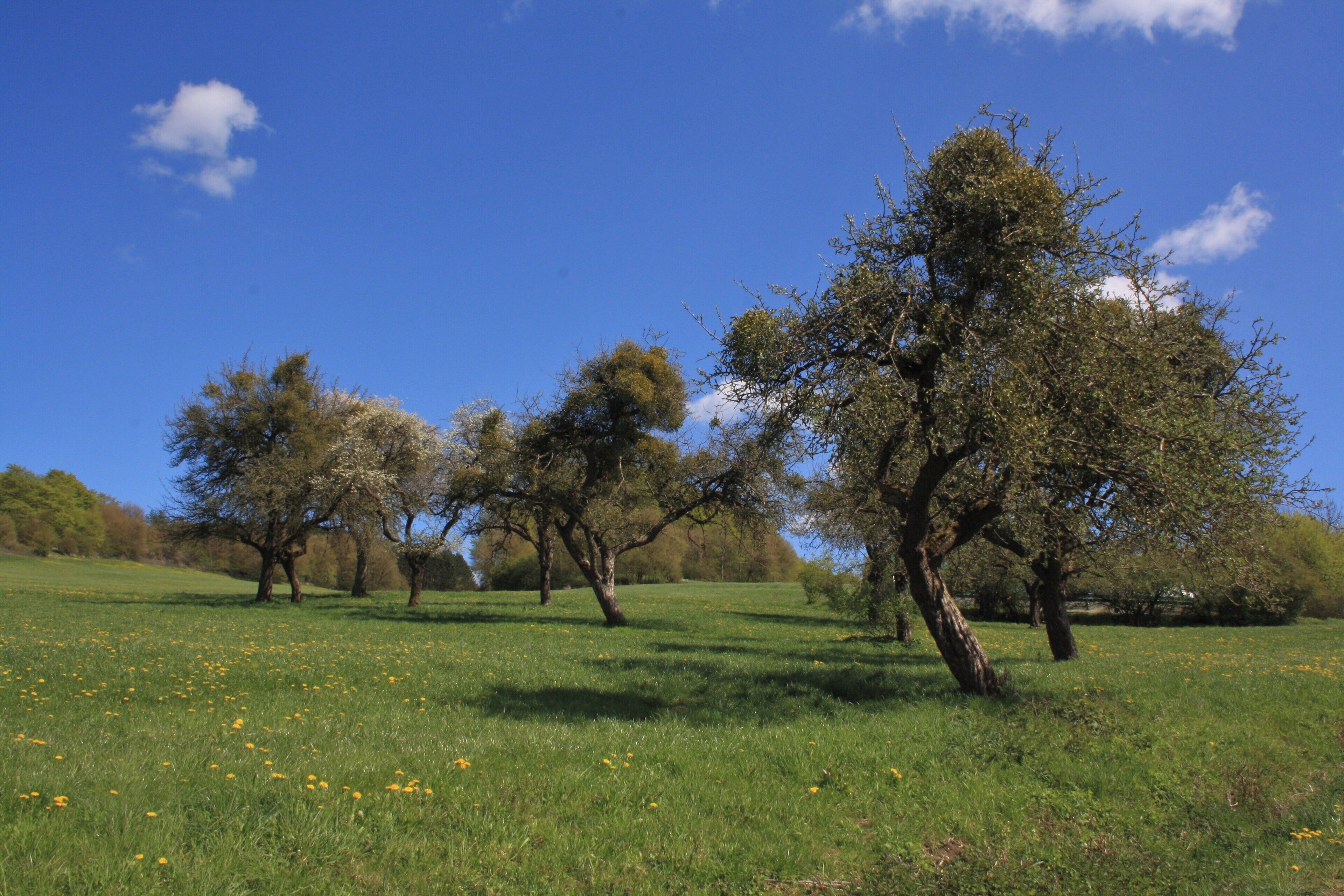 A grassy field with scattered yellow flowers and several trees.
