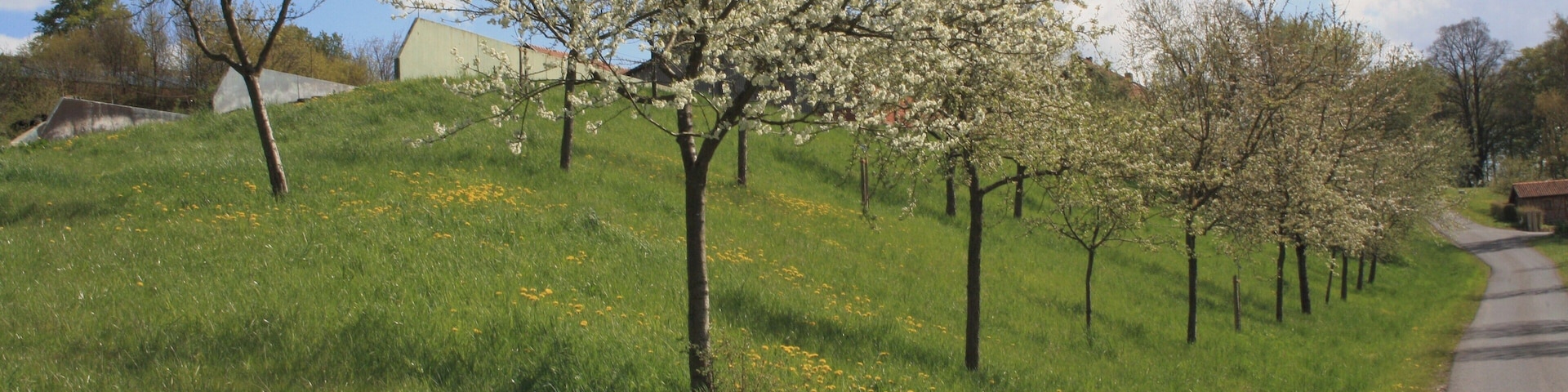 Streuobstbäume, Neuanpflanzung, Landschaftsschutzgebiet „Hessische Rhön“