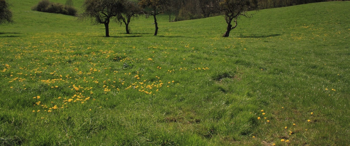 Streuobstbäume, Landschaftsschutzgebiet „Hessische Rhön“