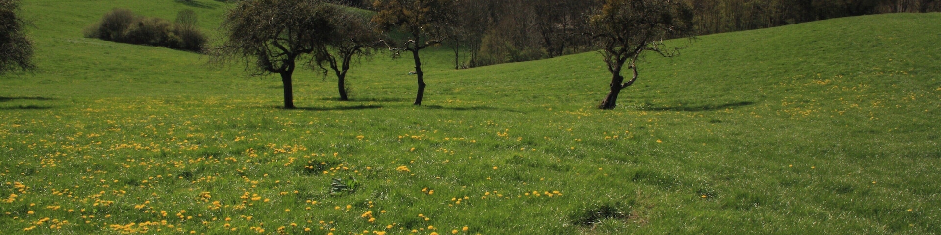 Streuobstbäume, Landschaftsschutzgebiet „Hessische Rhön“